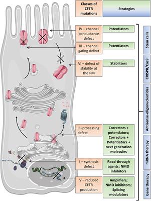 Emerging Therapeutic Approaches for Cystic Fibrosis. From Gene Editing to Personalized Medicine